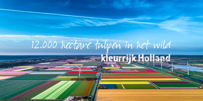 12000 hectare tulpen in het wild kleurijk holland