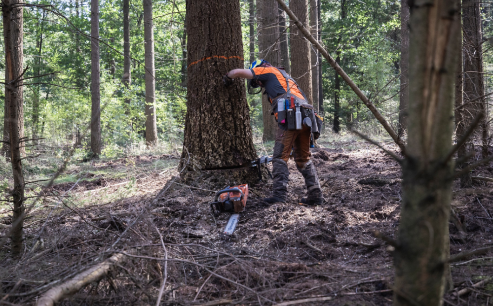 Boswerkzaamheden in Robbenoordbos van start